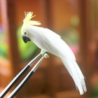 Dollhouse Miniature Parrot Birds 1 12 Scale Garden Handmade Decor Accessories