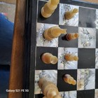 Antique Wooden Engraved Mother Of Pearl Designs Folding Chess Board 15 x15 