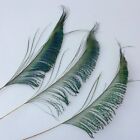 Natural Peacock Sword Feathers 10-15 Inches For Wedding Home Decoration Pcak    