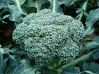 Broccoli De Cicco Seeds  Cruciferous  Non-gmo  Variety Sizes  Free Shipping