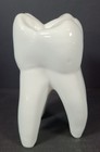 Vintage Porcelain Dental Tooth Display Model   6  Tall   Hf