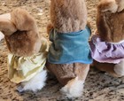 Peter Rabbit Mopsy Cottontail Eden Beatrix Potter Frederick Warne Plush Bunny