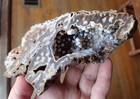 Botryoidal Fossil Coral Geode Chunk Ga Specimen Collection Ocean Marine Wc325