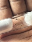 4 Queen Ants - Temnothorax Curvispinosus - W eggs - Feeder Insect