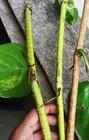 8 Rare Monstera Albo Rooted Cuttings Half Moon Live Highly Variegated Plant Node