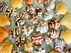 36 Piece Autumn Medley Of Beautiful Sea Shells - 1-1 4  To 2-1 4  Tall