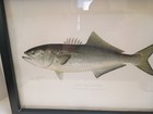 Sherman F Denton  Original  Fish Color Chromolithograph The Bluefish Framed