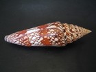 World Famous   conus Milneedwardsi 146 6mm   south Africa Seashell