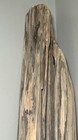 Driftwood Board 49    Long Taxidermy Terrarium Signs Pine Unique
