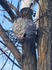 Real Big Hornet s Nest Wasp Beehive Decor Science 