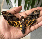 2 Death Head Moth Dried Open Wings Skull Acherontia Insect  Butterly Taxidermy