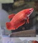 Live Betta Fish Super Red  Hmpk Female 019