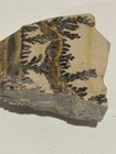 Dendrite Fern Utah