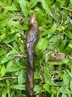 Hand-carved Phoenix Wand   15    Magical Collector   s Wand   Unique Gift