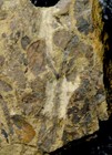 Museum Quality Oldest Silurian Fossil Land Plant - Cooksonia