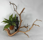 Large Manzanita Driftwood 24  Aquascaping Aquarium Reptile Home Decor