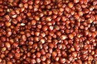 The World s Best Chipmunk Food Bait For Traps  1500 Seeds