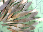 24 Dried Wisteria Pod Halves Collage Floral Decor Assemblage More            1
