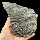 Pentacrinites Crinoid Fossil Slab Jurassic Lyme Regis Dorset Uk Black Ven Marls