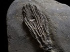 Big Abrotocrinus Unicus Fossil Crinoid  Crawfordsville  Indiana