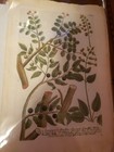 Antique 18th Century Botanical Engraving Print Original  weinmann  Hand Finished