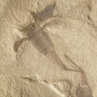 Killer Multiple Eurypterid Fossil Plate - Complete Textbook Juvenile And Others 