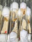 2025 Myrmecocystus Mexicanus   Egg  Only Legal Ants To Ship  Insect Feeder