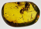 A101 Bu3308 Wasp In Nice Burmese Amber Burmite 99mya