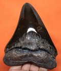 Huge Megalodon Shark Tooth - 4 80 Inches - Shark Teeth - Real Fossil - Megladone