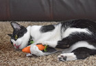 Ourpet s 100-percent North American Catnip Filled Carrot Cat Toy 24 Karat