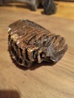 Woolly Mammoth Teeth  two  With Documentation