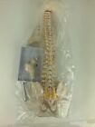 Spine Model Spine Model With Stand 45cm Removable Flexible Human Spine Model For