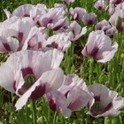 20 000  Imported English Uk Maroon Papever Somniferum Poppy Seeds For Planting