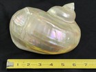 Large Vintage Mother Of Pearl Turbo Marmoratus Turban Shell Mop Mother Of Pearl
