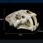 Smilodon Saber Toothed Tiger Skull 1 1 Replica Skull Resin Skull Model