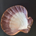 Seashell Orange 6  Lions Paw Scallop