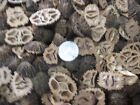 Black Walnut Shell Slices Heels Ends Over 500 Pieces Resin Table Bar