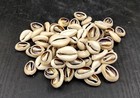 Cut Purple Top Cowrie Seashells  approx  Half Cup   -55 Shells 0 5  Inches 