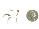 Five  5  Real Random Assorted  2 Quality Rattlesnake Fang Tips  598-ft2-as  Y2d