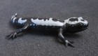 Marbled Salamander Safari Ltd  Tennessee Aquarium Retired Figure 1995