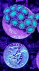 Wysiwyg Dragon Eye Zoa Live Coral Frag Zoanthid