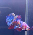 Betta Nemo Koi Male Multi Live Fish Usa High Quality  313
