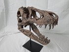 Realistic T-rex Skull Replica Dinosaur Fossil Display 10  W  Metal   Felt Stand
