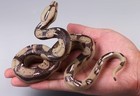 Boa Constrictor Snake Wild Animal Toy Pvc Action Figure Doll Kids Toys Gifts