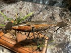 Vintage Northern Channel Minnow Fishing Lure Antique Tackle Box Bait Early Bass 