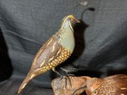Vintage Jack Murphy California Quail Bird Wood Carving Statue Carved Sculpture