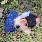 Reborn Piggy Dolls  5 Inch Full Silicone Soft Lifelike Mini Pig Dolls Mini