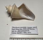 Thatcheria Mirabilis  East China Sea  Taiwan  Great Shape  90mm