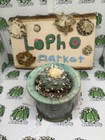 Ariocarpus Astrophytum Aztekium