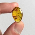 Snail In Burmese   Burmite Amber Fossil   100  Genuine Amber 